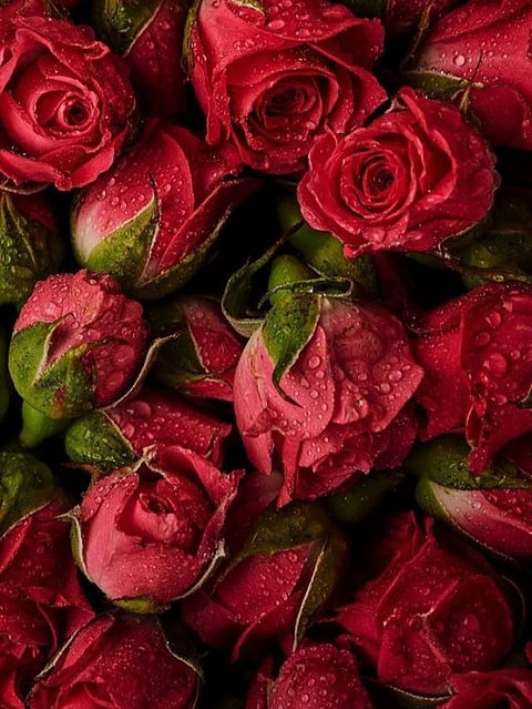 Rose Water (6)