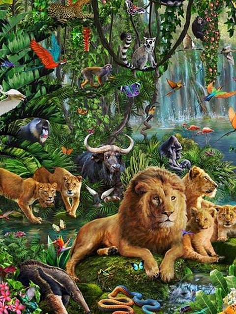 Animal (1)