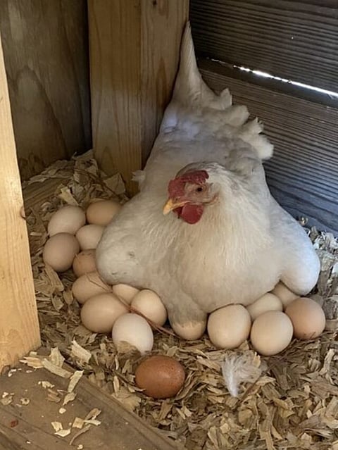 Hen (5)
