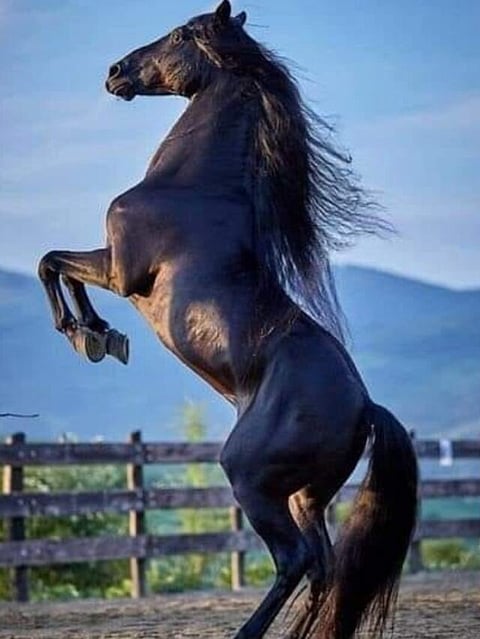 Horse (1)