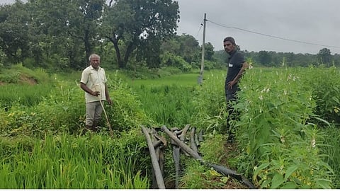 गडचिरोली में हाथियों ने मचाया उत्पात, खड़ी धान की फसल को किया चौपट