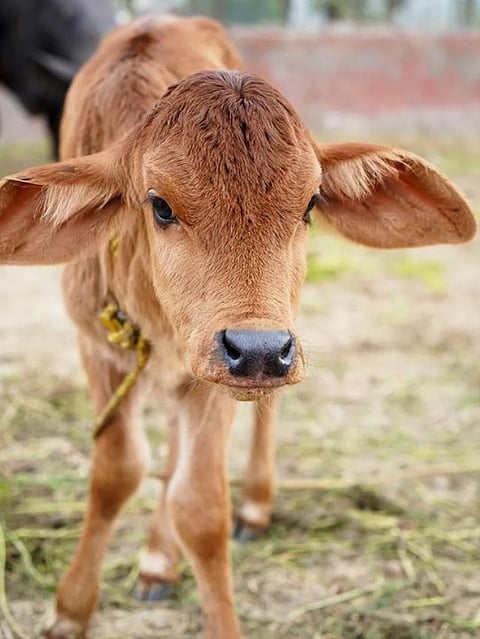 Cow (5)