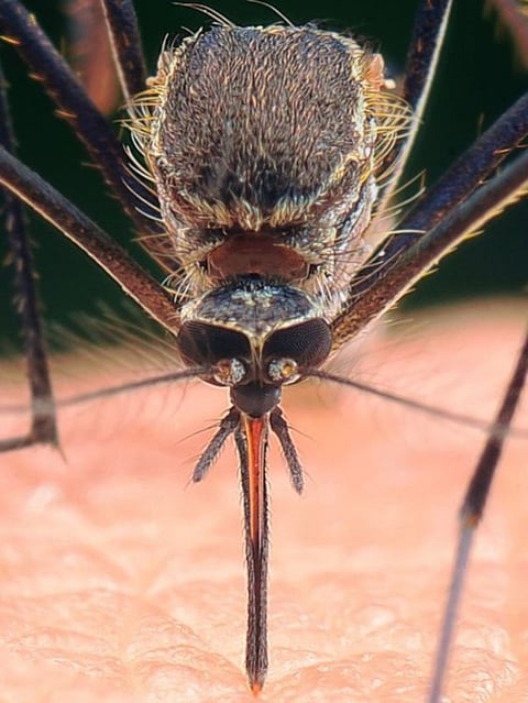 Dengue Mosquito (3)