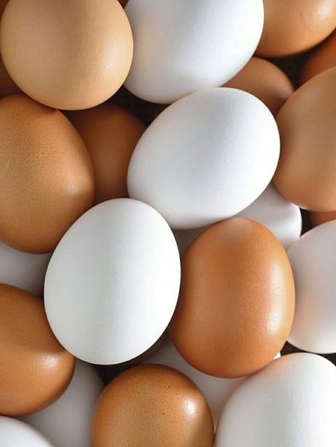 Egg (1)