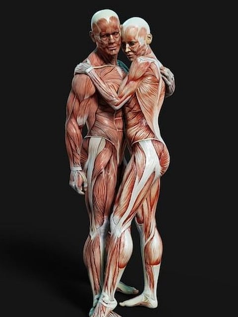 Human Body (6)