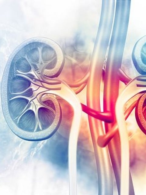 Kidney (4)