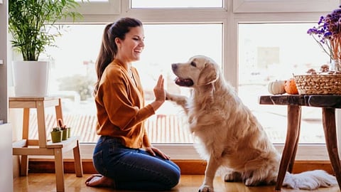 Pet Dog, Health