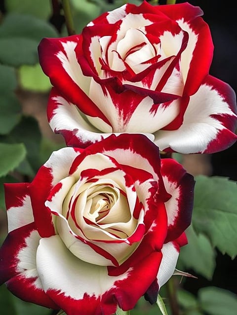 Rose (1)