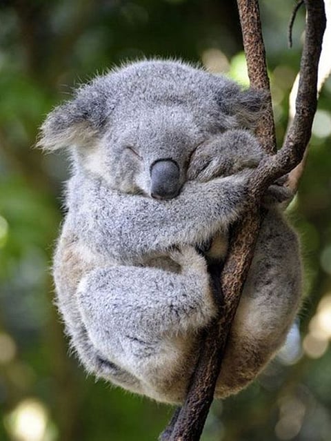 Sleeping Animal (1)
