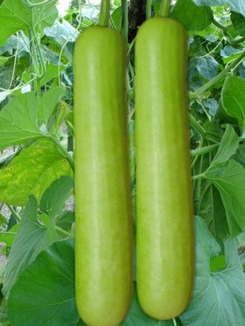 gourd (2)