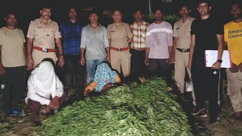 यवतमाल में हो रही थी गांजे की खेती और तस्करी; दो जगह एक्शन, 124 किलो गांजा जब्त, 5 गिरफ्तार