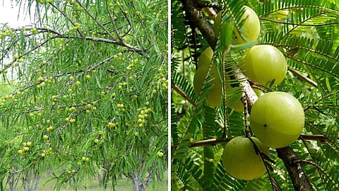 आंवला नवमी, आंवले के पेड़ की पूजा