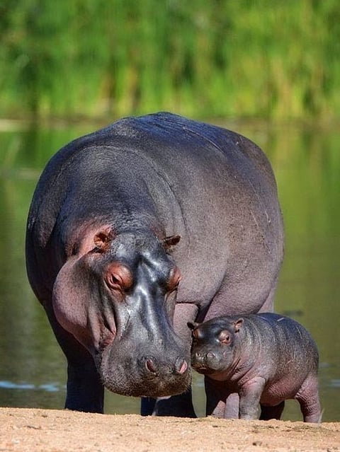 Hippopotamus (3)