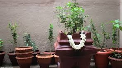 तुलसी विवाह पूजा में न भूलें ये वस्तुएं,