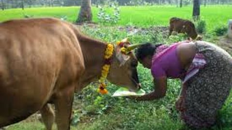 पहली रोटी गाय को और अंतिम रोटी कुत्ते को खिलाने के फल जानिए