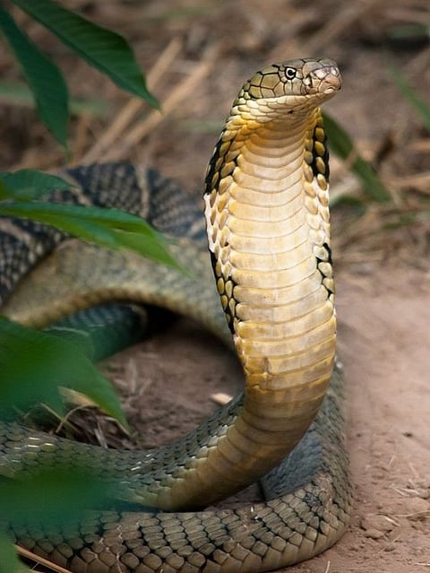 Snake (3)