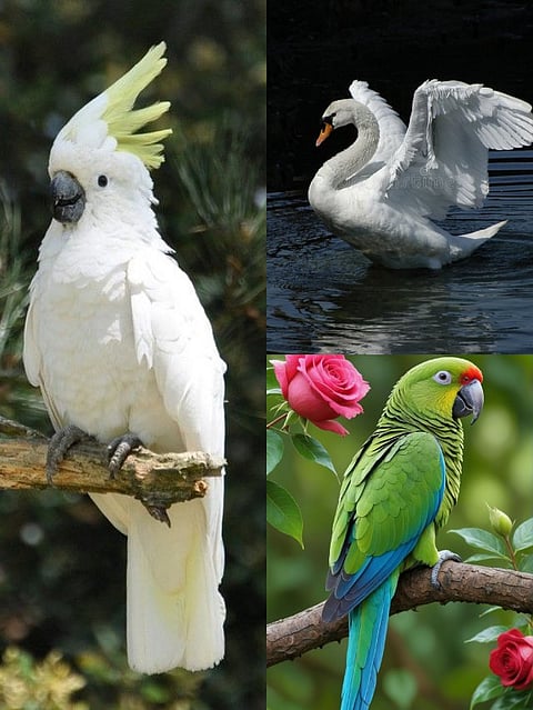 Swan, Cockatoo, Parrot