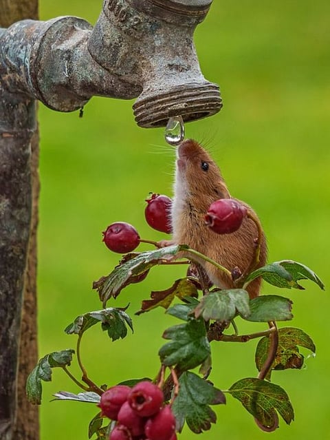 Tap (2)
