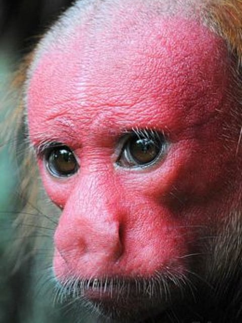 Uakari monkey (6)