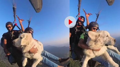 VIDEO: कुत्ते के पैराग्लाइडिंग का रिस्की विडियो वायरल, मालकिन की गोद में बैठकर की हवा की सैर!