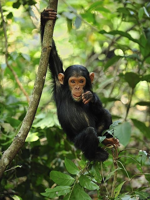 chimpanzees (1)