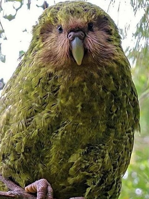 Kakapo (4)