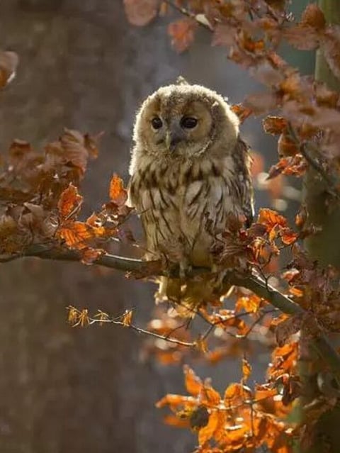 OWL (5)