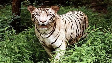 संजय गांधी राष्ट्रीय उद्यान में योजना ने पकड़ी रफ्तार फिर भी बाघ-तेंदुए को गोद लेने वालों का इंतजार