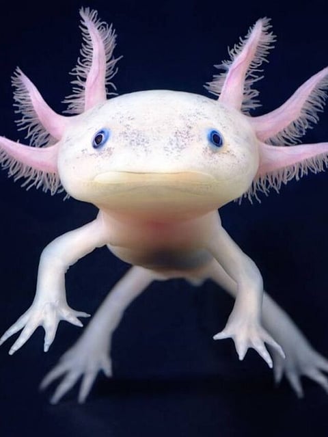Axolotl