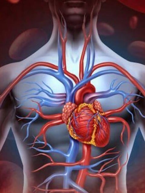 Blood Flow (1)