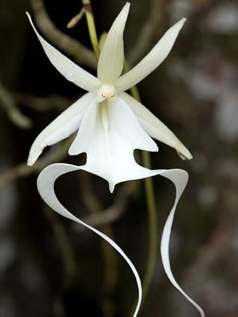 Ghost Orchid
