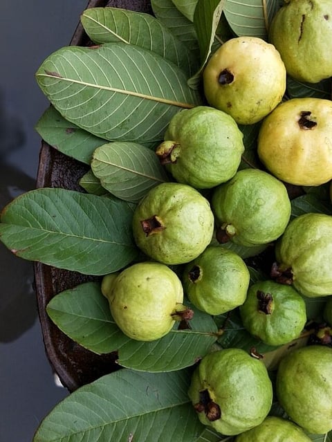 Guava (9)
