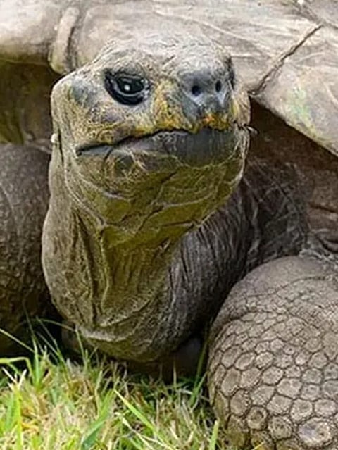 Jonathan the tortoise