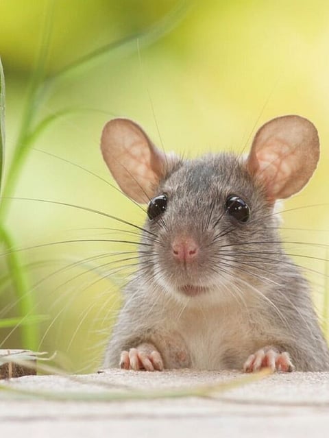 Mouse (1)