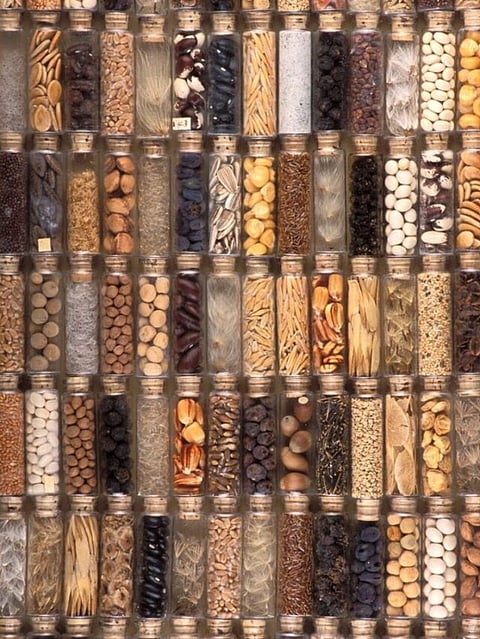 Seed (1)