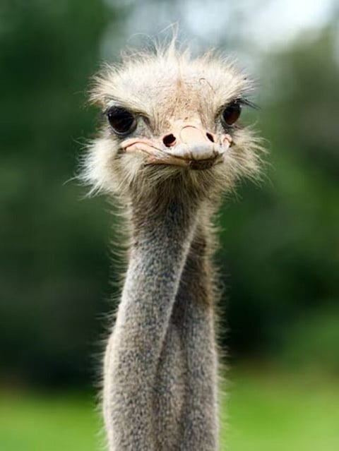 ostrich (8)