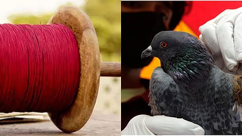 नायलॉन मांजे के इस तेज कतार से बचाने की कोशिश।