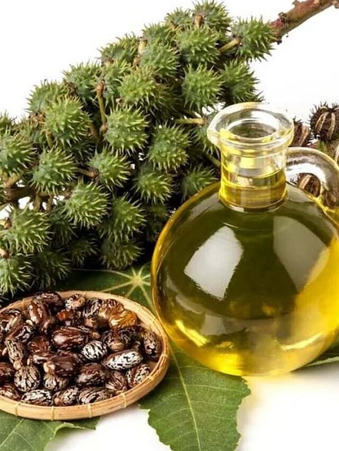 oil (8)