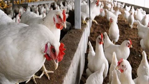 Bird Flu : चंद्रपुर में बर्ड फ्लू की एंट्री, पोल्ट्री फार्म में मुर्गियों की मौत, अलर्ट जोन घोषित