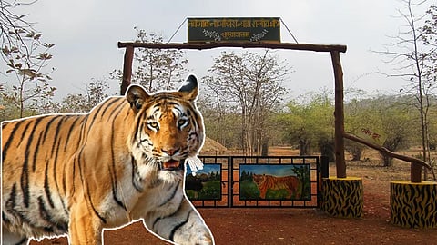 Tiger Reserve: मध्य भारत का संवेदनशील टाइगर कॉरिडोर खतरे में! डेढ़ महीने में 2 शावकों समेत 2 बाघों की मौत