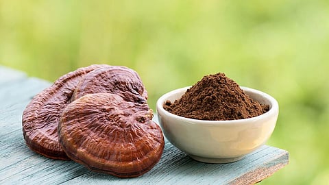 ऋषि मशरूम है गुणकारी