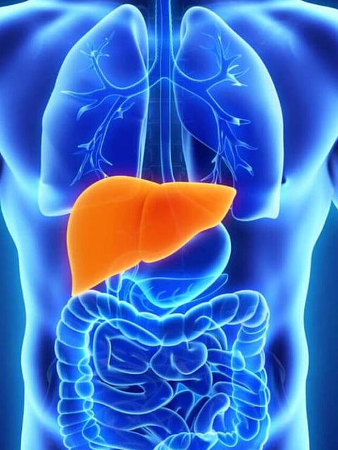 Liver
