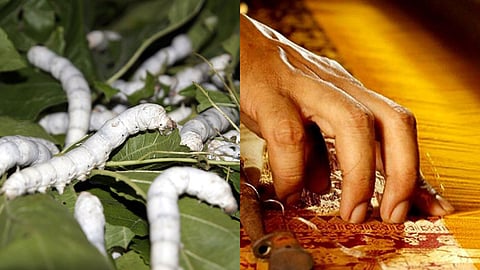 रेशम उद्योग से विदर्भ के किसान आत्मनिर्भर