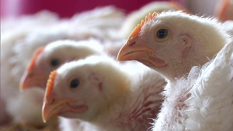 Bird Flu: धाराशिव में बर्ड फ्लू की एंट्री, इन्फेक्शन रोकने 300 मुर्गियों को मारा