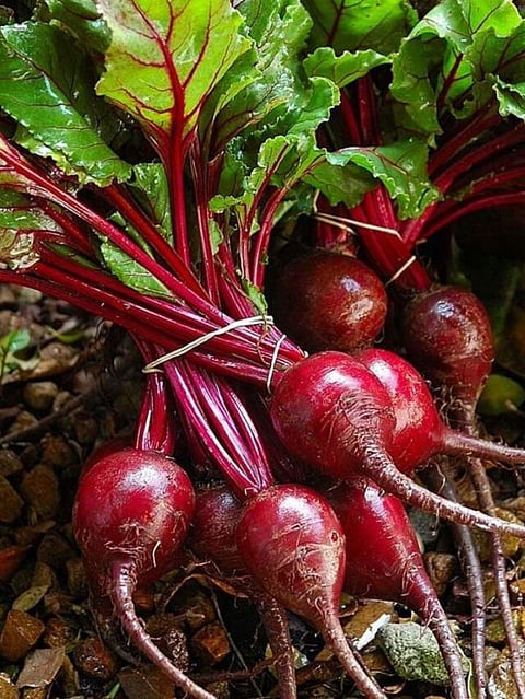 BeetRoot (1)