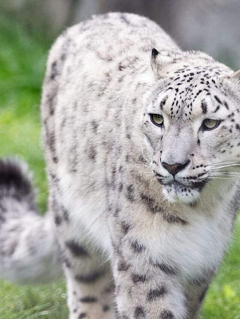 snow leopard (5)