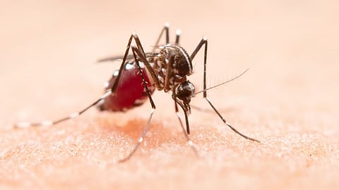 Malaria