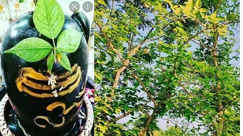 प्रदोष व्रत के दिन इन विधि से करें बेलपत्र पेड़ की पूजा, होंगी महादेव की असीम कृपा