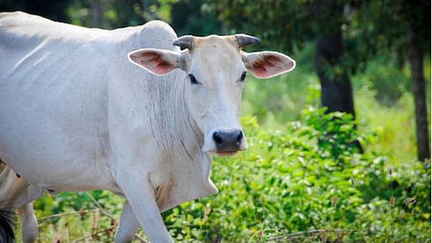 गाय को हर दिन पहली रोटी ज़रूर खिलाएं, जानिए इसके धार्मिक और वैज्ञानिक कारण, अचरज में डूब जाएंगे आप