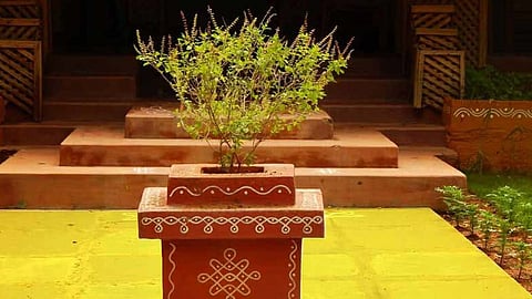 तुलसी का पौधा किस दिन लगाना है शुभ, कौन सी दिशा में लगाएं, और जानिए किस दिन जल न चढ़ाएं तुलसी को